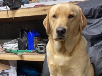 IKC Registered Labradors (4 &11 years old) seeking a new home in Galway