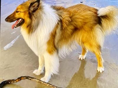 Fido is male Rough Collie X puppy 9 months old in Wicklow 🐕