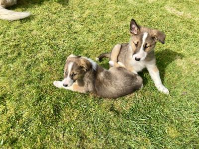 Fido is male Rough Collie X puppy 9 months old in Wicklow 🐕