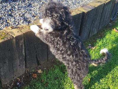 Female Bernadoodle puppies in Wexford