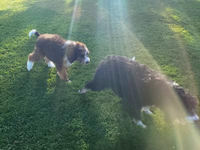 Female Bernadoodle puppies in Wexford