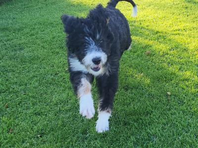 Female Bernadoodle puppies in Wexford