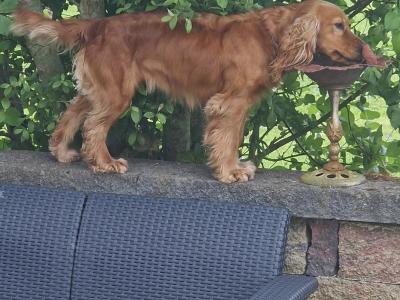 2 years 7 months old female Golden Cocker Spaniel in Tipperary
