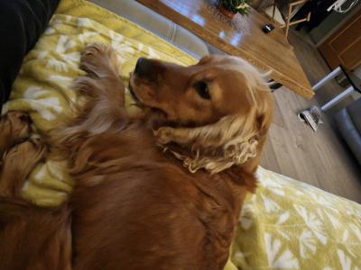 2 years 7 months old female Golden Cocker Spaniel in Tipperary