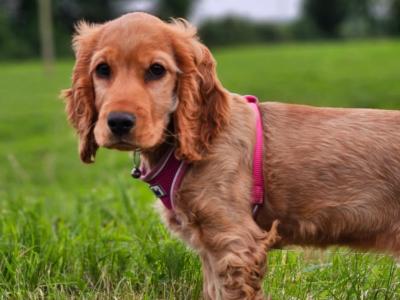 2 years 7 months old female Golden Cocker Spaniel in Tipperary
