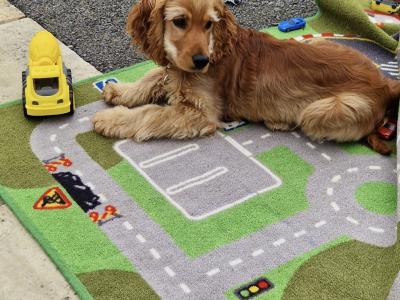 2 years 7 months old female Golden Cocker Spaniel in Tipperary