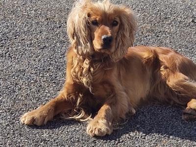 2 years 7 months old female Golden Cocker Spaniel in Tipperary