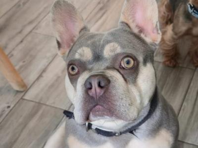 Female French Bulldog in Dublin