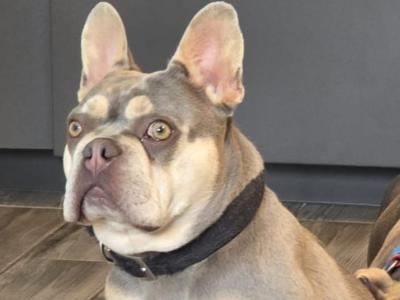 Female French Bulldog in Dublin