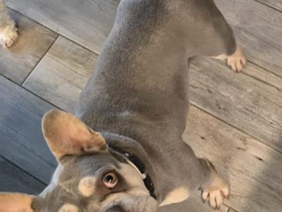 Female French Bulldog in Dublin