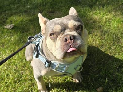 Female French Bulldog in Dublin