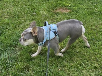 Female French Bulldog in Dublin