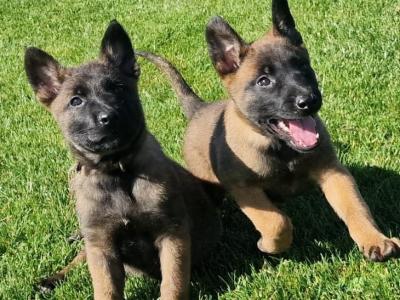 Belgian Malinois puppies for sale in Limerick