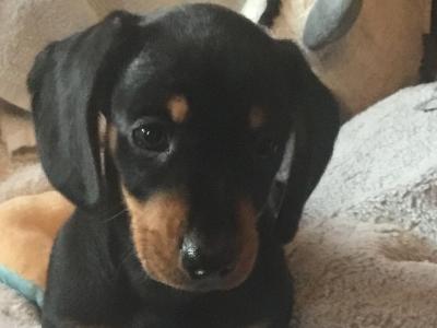 Pra clear IKC Registered(pending) Miniature Smooth Dachshund pups
