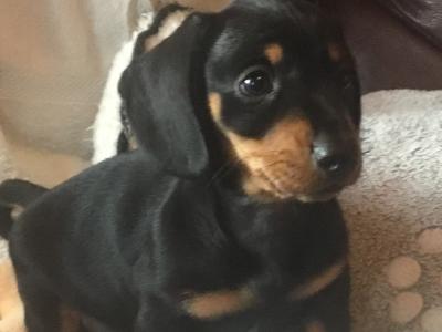 Pra clear IKC Registered(pending) Miniature Smooth Dachshund pups