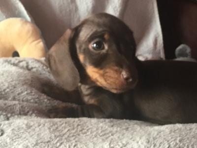 Pra clear IKC Registered(pending) Miniature Smooth Dachshund pups