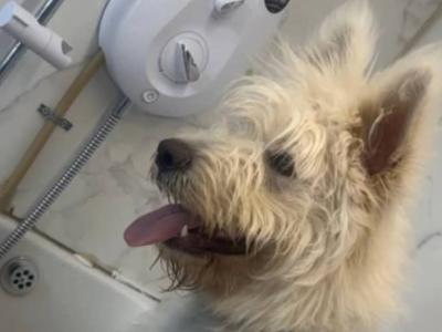 Male German Shepherd x Poodle puppy in Galway