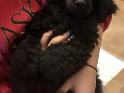 IKC Registered Standard  Poodle puppies in Donegal. Stunning females 💖Ready  😊