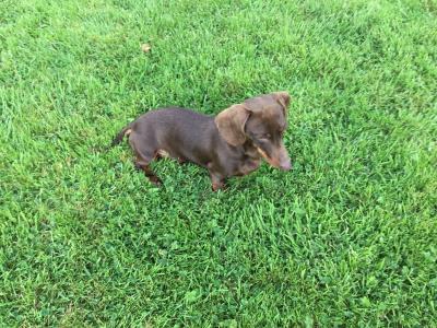 Pra clear IKC Registered(pending) Miniature Smooth Dachshund pups