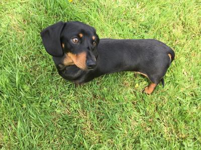 Pra clear IKC Registered(pending) Miniature Smooth Dachshund pups
