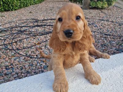 Golden Cocker Spaniel puppies in Wexford