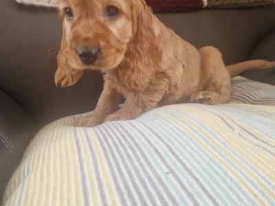 Golden Cocker Spaniel puppies in Wexford