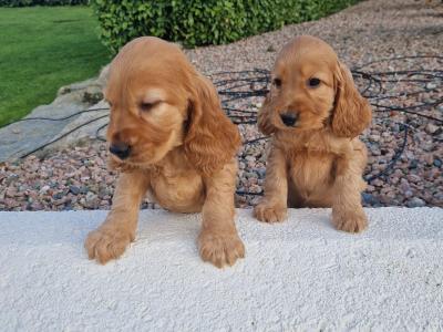 Golden Cocker Spaniel puppies in Wexford