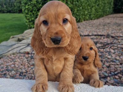 Golden Cocker Spaniel puppies in Wexford