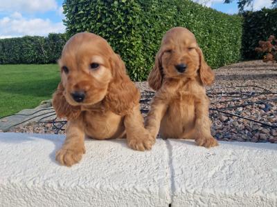 Golden Cocker Spaniel puppies in Wexford
