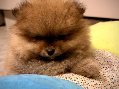 IKC 💖mini Pomeranian girl 🧡