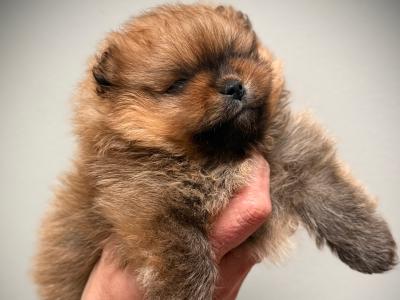 IKC 💖mini Pomeranian girl 🧡