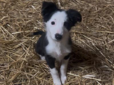 1 Border Collie puppy in Tipperary