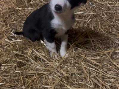 1 Border Collie puppy in Tipperary