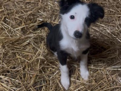 1 Border Collie puppy in Tipperary