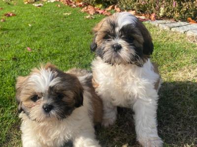 Beautiful Shih Tzu puppies for sale in Wexford