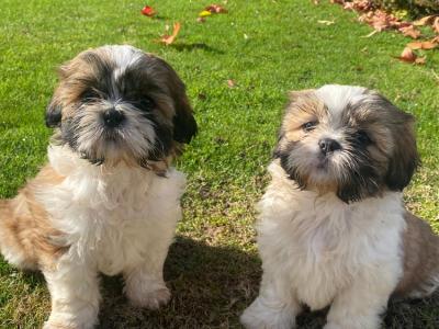 Beautiful Shih Tzu puppies for sale in Wexford