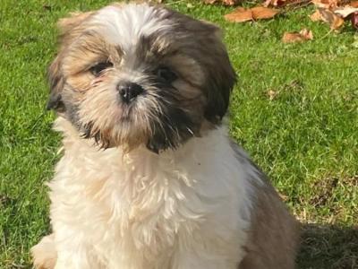 Beautiful Shih Tzu puppies for sale in Wexford