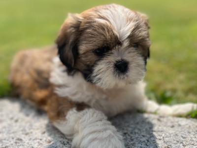 Beautiful Shih Tzu puppies for sale in Wexford