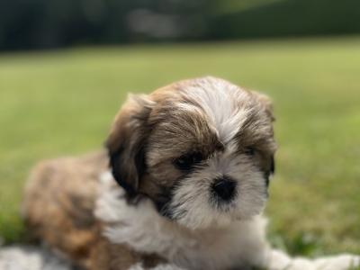 Beautiful Shih Tzu puppies for sale in Wexford