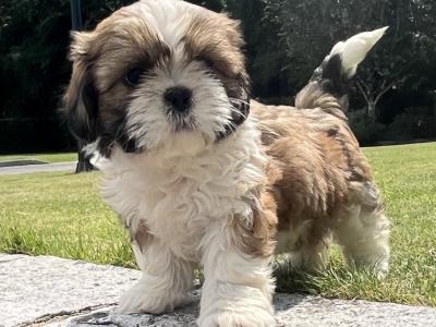 Beautiful Shih Tzu puppies for sale in Wexford