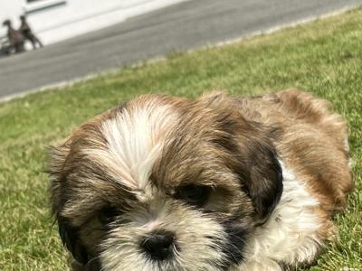 Beautiful Shih Tzu puppies for sale in Wexford