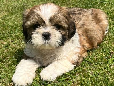 Beautiful Shih Tzu puppies for sale in Wexford