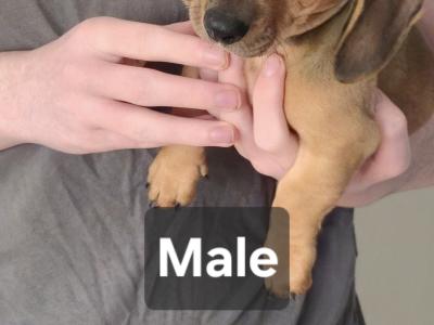 Dachshund puppies for sale in Kildare