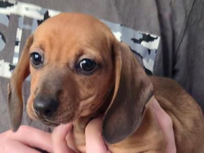 Dachshund puppies for sale in Kildare