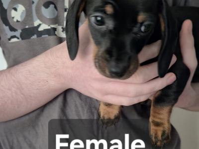 Dachshund puppies for sale in Kildare