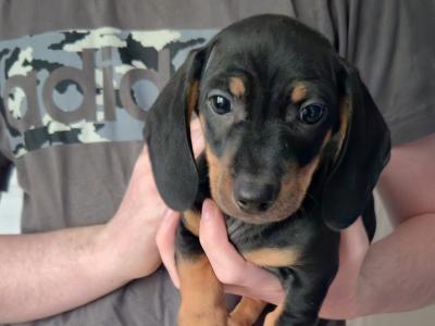 Dachshund puppies for sale in Kildare