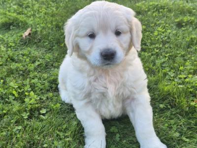 IKC Registered (Pending) Golden Retriever puppies in Wexford