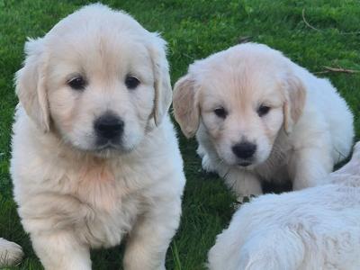 IKC Registered (Pending) Golden Retriever puppies in Wexford