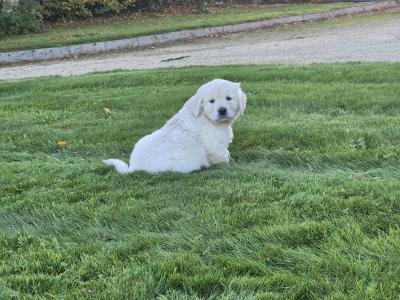 IKC Registered (Pending) Golden Retriever puppies in Wexford