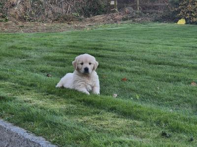 IKC Registered (Pending) Golden Retriever puppies in Wexford